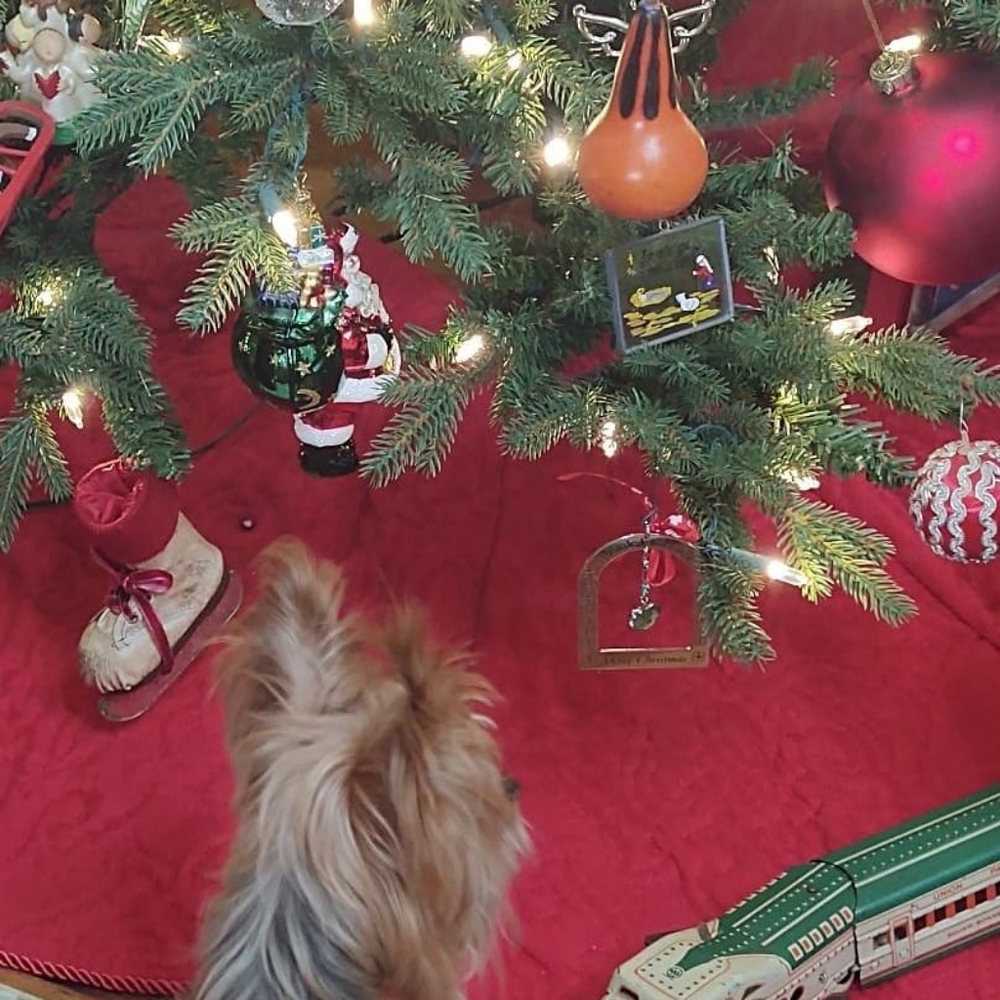 Blue Christmas 2021 - Harlee's Tribute 🐾